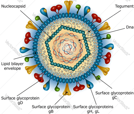 ویروس هرپس سیمپلکس