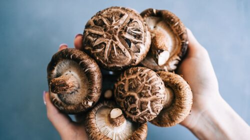 ارتباط بین طعم و انرژی در قارچ شیتاکه